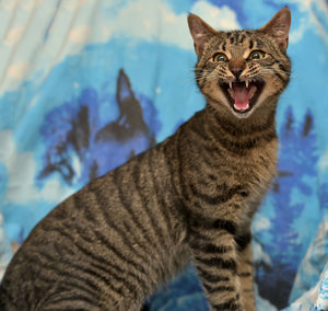 Portrait of cat against sky