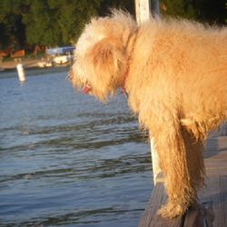 Close-up of dog in water