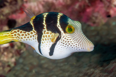 Close-up of fish swimming in sea