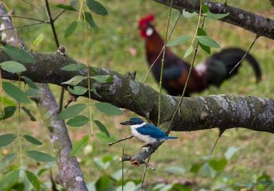 Close-up of bird perching on branch