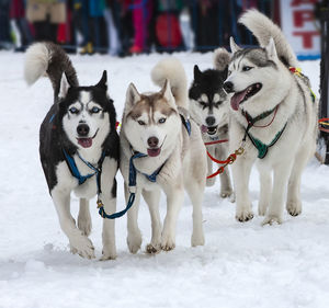 The portrait of a husky-drawn on the competition before the startr