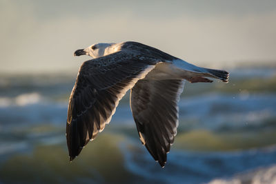 Seagull flying in the sky