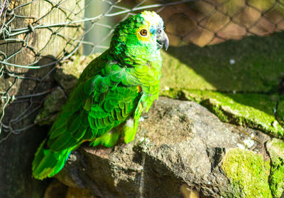 Close-up of parrot perching on tree