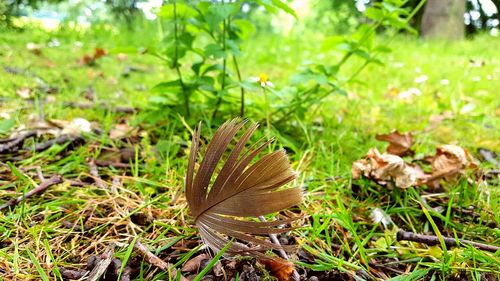 Close-up of snake on grass