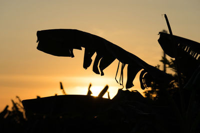 Low angle view of silhouette plants against sky during sunset