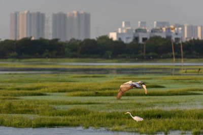 View of a bird flying over water