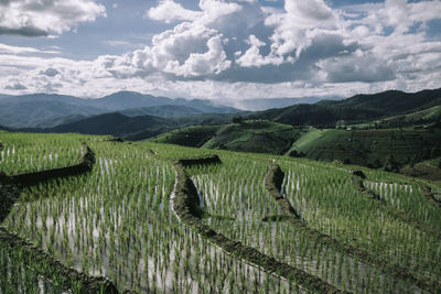 Rice terrace in northern thailand