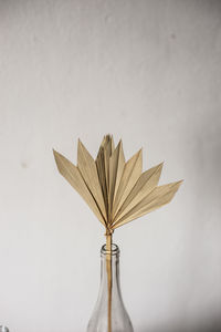 Close-up of dried plant in bottle against wall