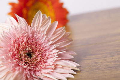 Close-up of flower