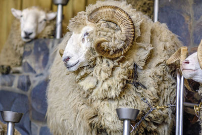 Close up view new zealand's sheep at the farm, rotorua, north island, new zealand