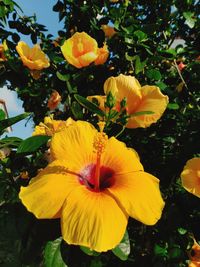 Close-up of yellow flowering plant