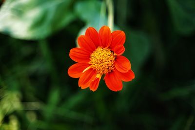 High angle view of orange flower growing outdoors