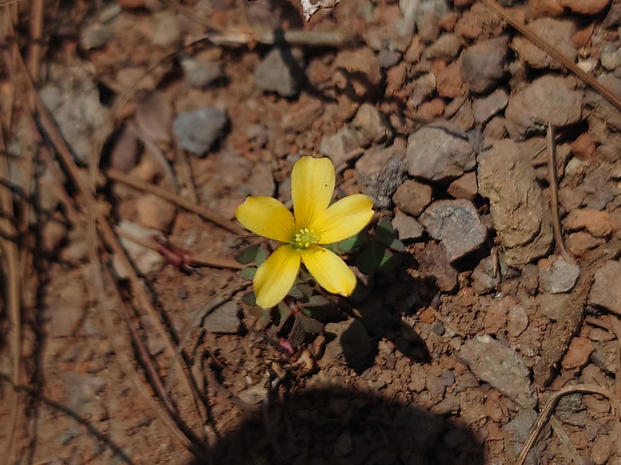 HIGH ANGLE VIEW OF YELLOW FLOWERING PLANT ON STONE WALL