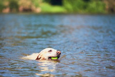 Dog carrying ball in mouth while walking in lake