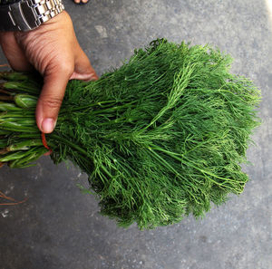 Midsection of person holding leaf