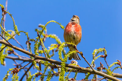 Linnet sings in a flowering willow in front of blue sky