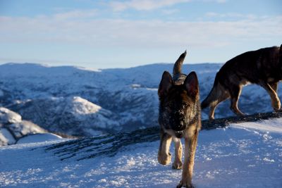 Dogs on snow covered field against sky