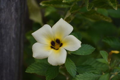 Close-up of yellow flowering plant