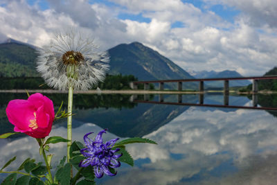 Close-up of flowering plant against cloudy sky