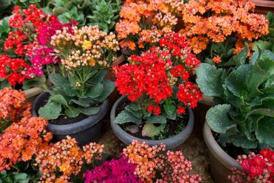 High angle view of flowering plants