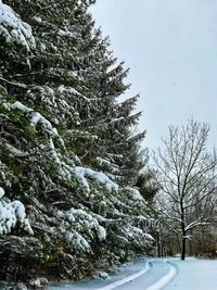 Low angle view of trees against sky during winter