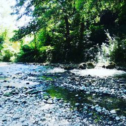 Trees growing in forest