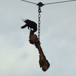 Low angle view of bird perching against sky