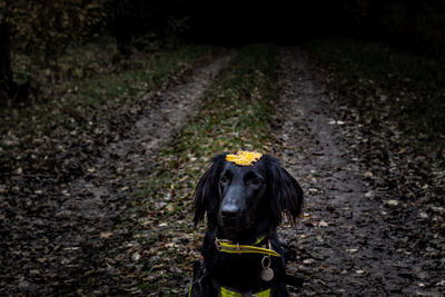 Dog standing on field