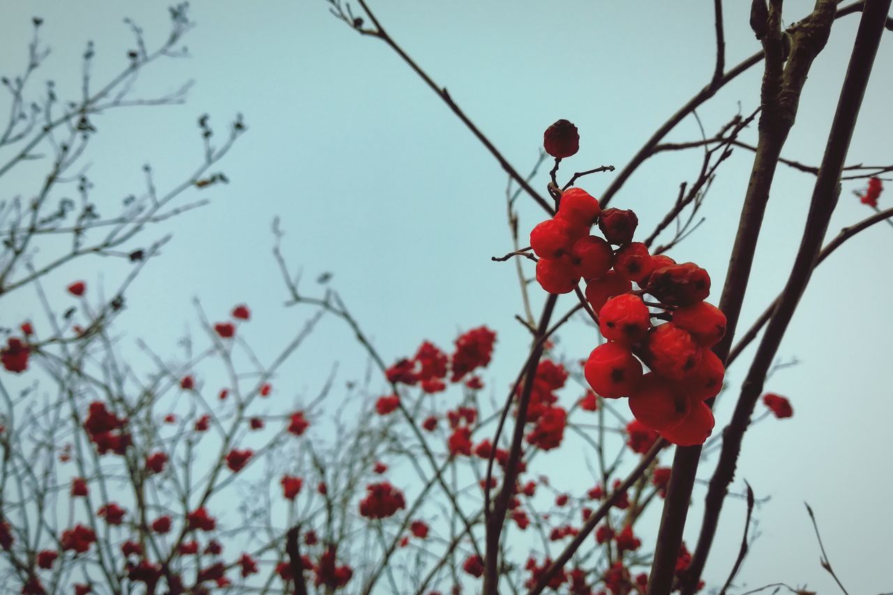 red, berry fruit, fruit, tree, healthy eating, plant, growth, food, focus on foreground, branch, food and drink, nature, close-up, day, freshness, low angle view, no people, twig, beauty in nature, wellbeing, outdoors, rowanberry, red currant