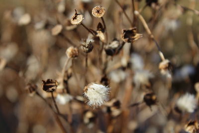 Close-up of wilted flower