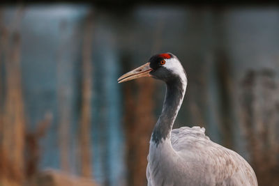 Close-up of a bird