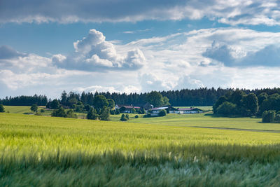 Scenic view of agricultural field against sky