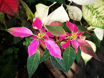 High angle view of pink flowers blooming outdoors