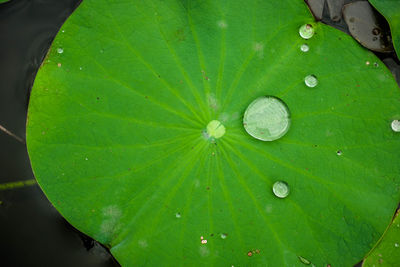 Close-up of water drops on leaves floating on lake