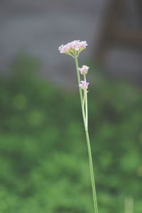 Close-up of flowering plant on land