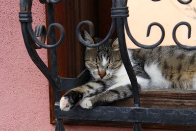 Cat sleeping in a dog