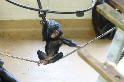 High angle view of monkey in zoo
