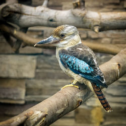 Close-up of bird perching on branch