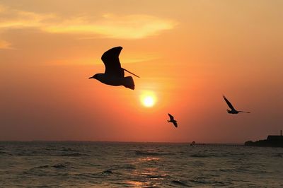 Silhouette bird flying over sea against sky during sunset