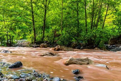 Stream flowing through rocks in forest