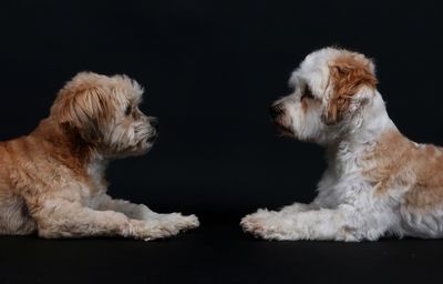 Close-up of dogs against black background