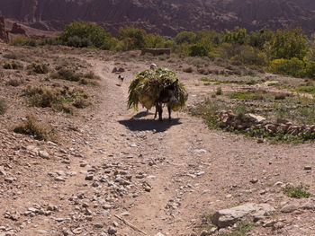 View of horse on field