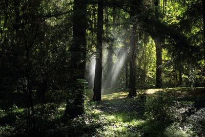 Sun shining through trees