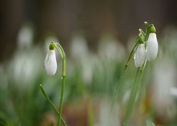 Close-up of plant growing on plant