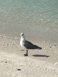 High angle view of seagull on beach