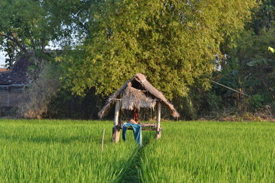 Thatched roof amidst plants against trees