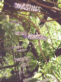 Close-up of flowers on tree branch