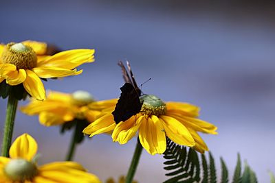 Close-up of butterfly on yellow flower