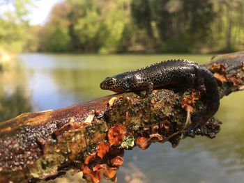Close-up of lizard on tree