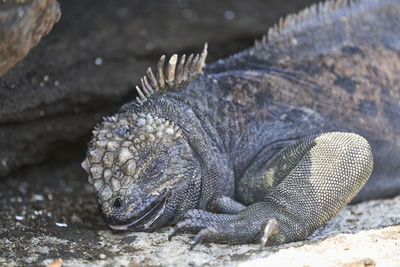 Marine iguana, amblyrhynchus cristatus, also sea, saltwater, or galapagos marine iguana. 